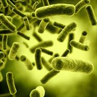 تحقیق بررسی اشریشیا کولی ( Escherichia coli )